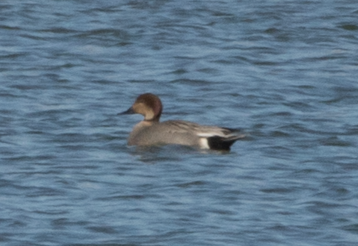 Gadwall x Northern Pintail (hybrid) - ML147580311