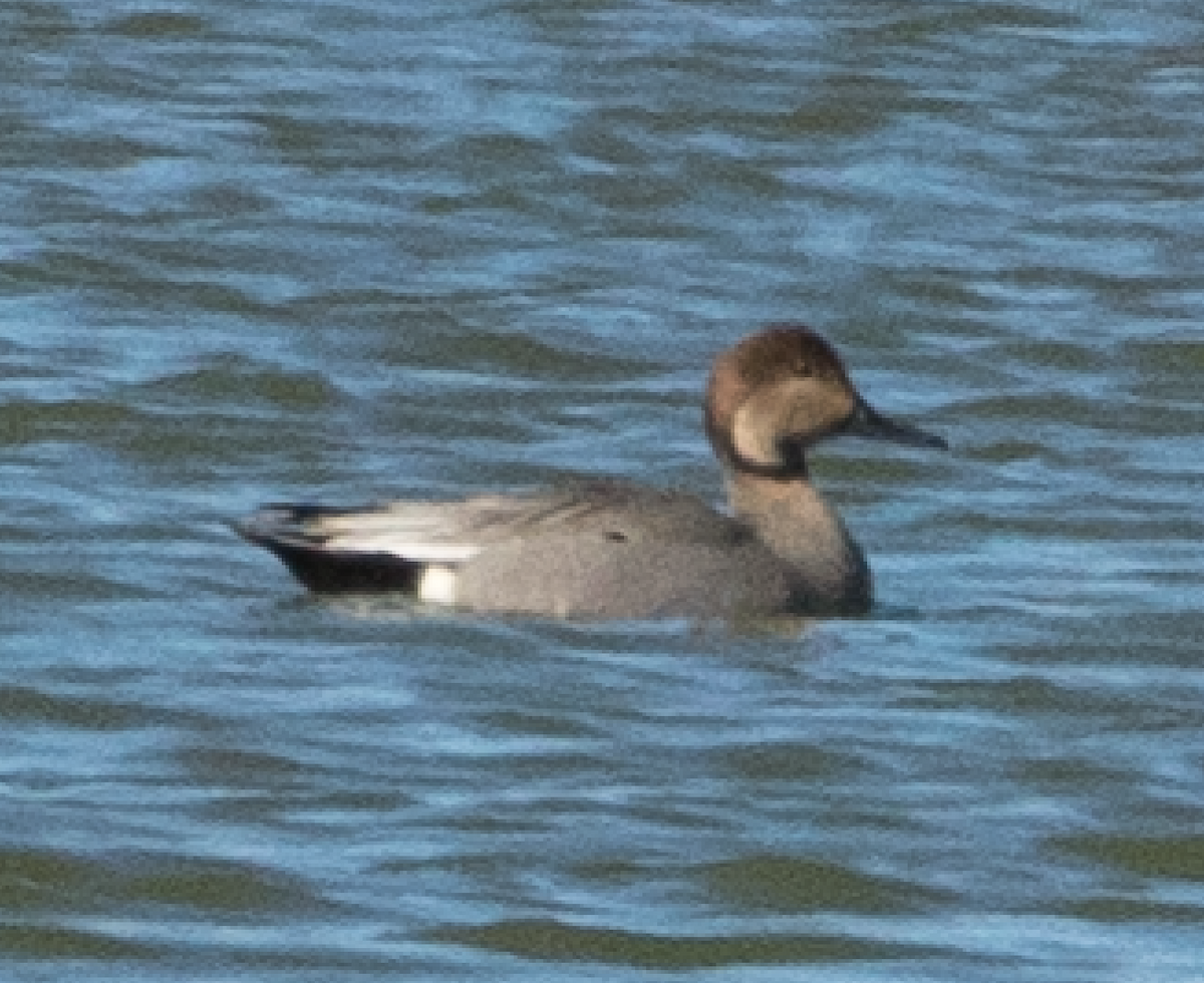 Gadwall x Northern Pintail (hybrid) - ML147580321