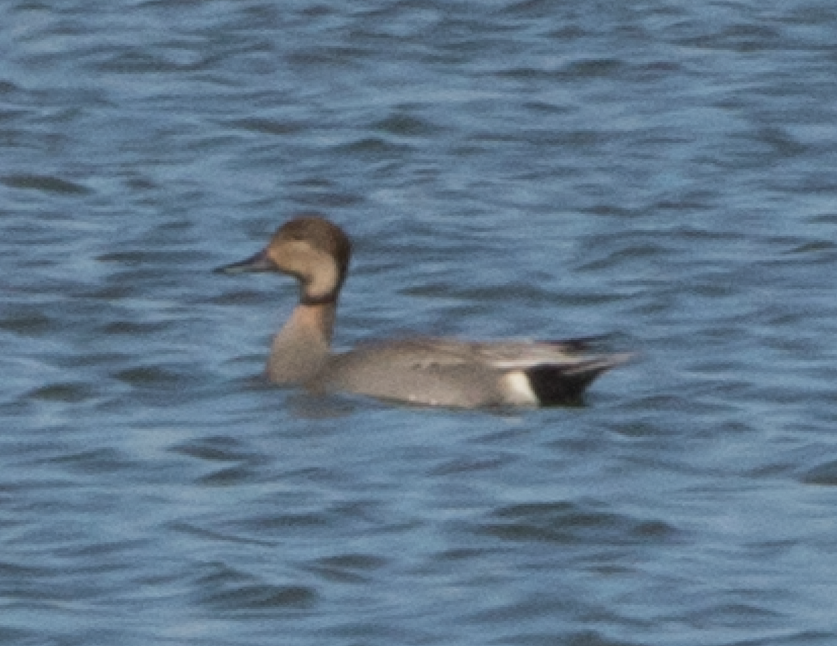 Gadwall x Northern Pintail (hybrid) - ML147580331