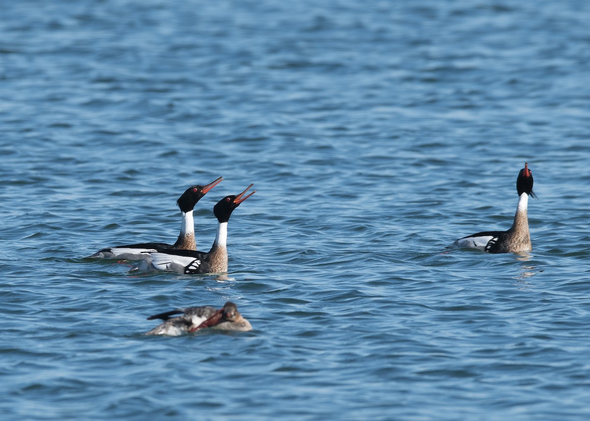 Red-breasted Merganser - ML147580651