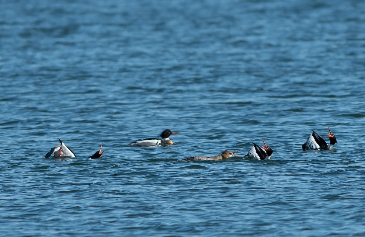 Red-breasted Merganser - ML147581041