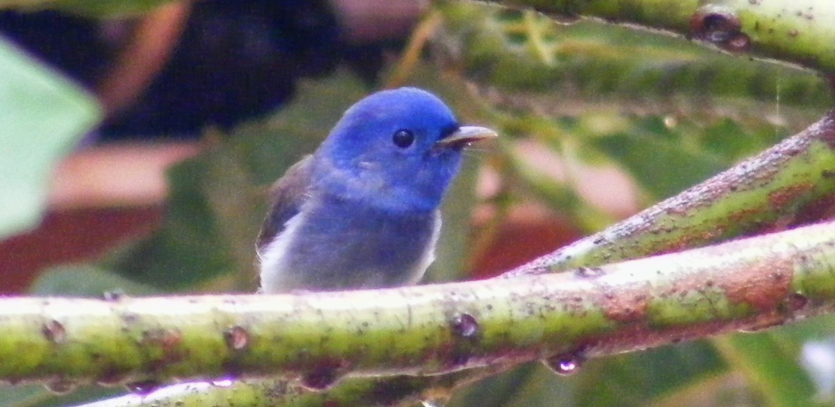 Black-naped Monarch - ML147582131