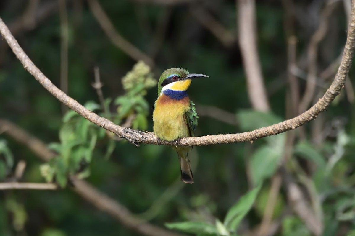 Blue-breasted Bee-eater - Santiago Caballero Carrera