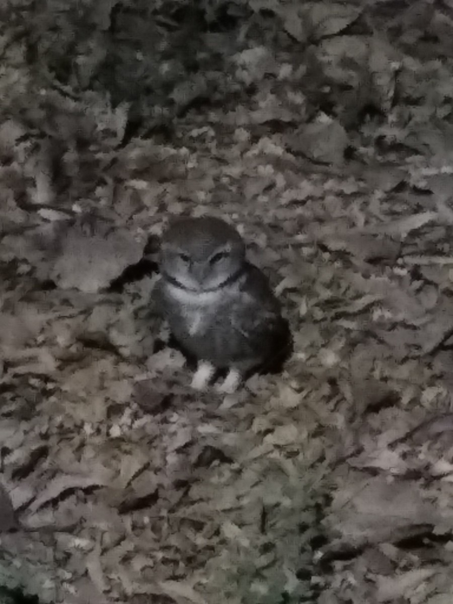 Spotted Owlet - ML147583131