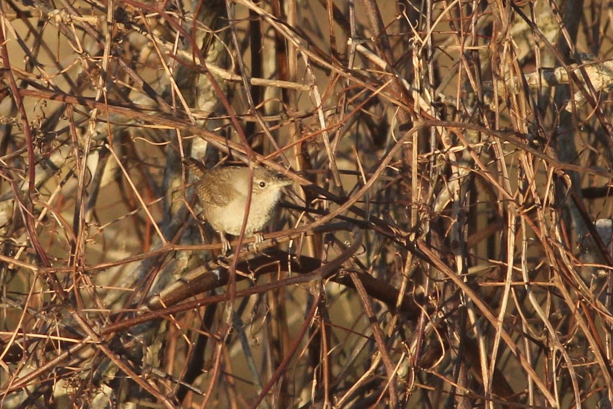 House Wren - Timothy P. Jones