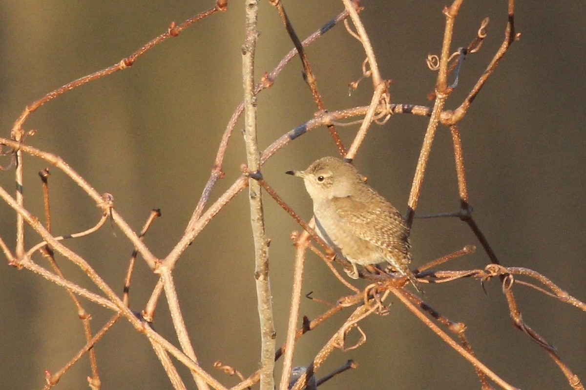 Chochín Criollo - ML147585431