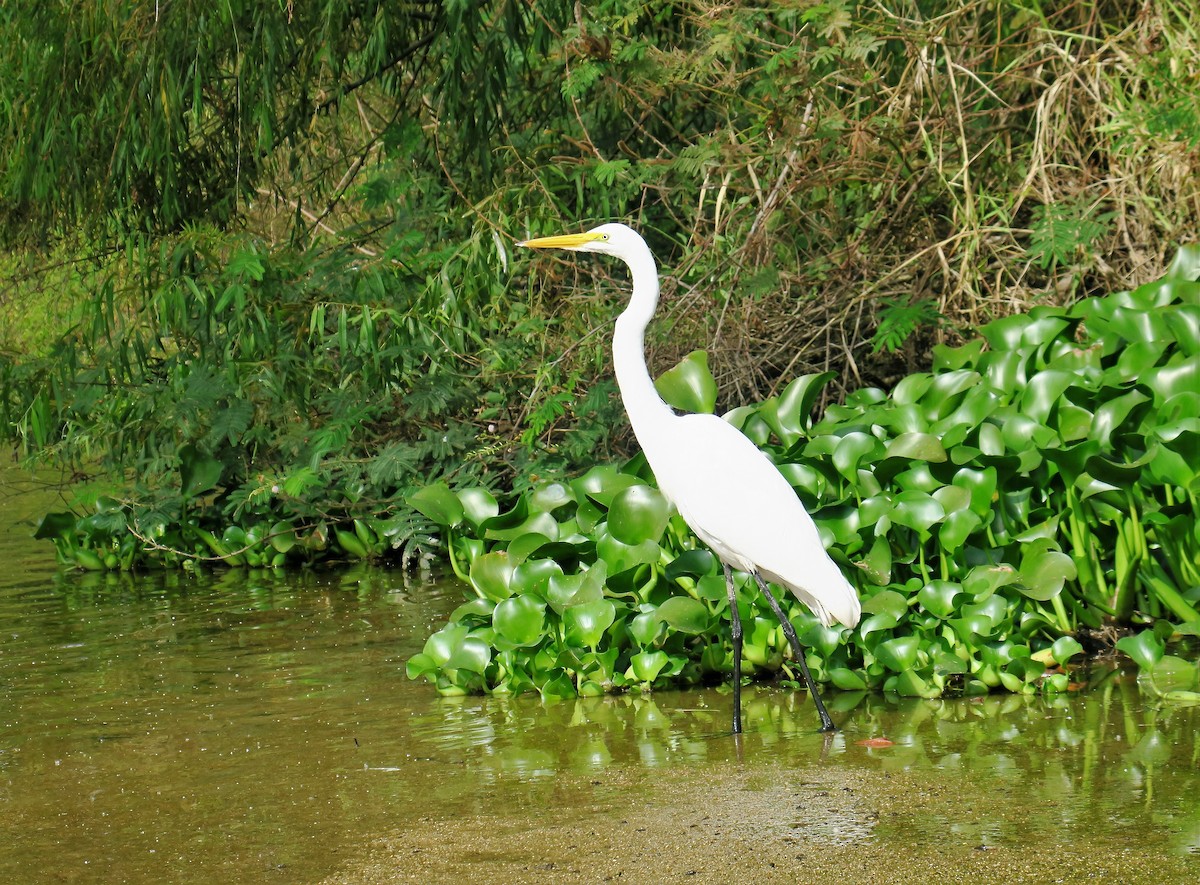 Great Egret - Adrian Dorst