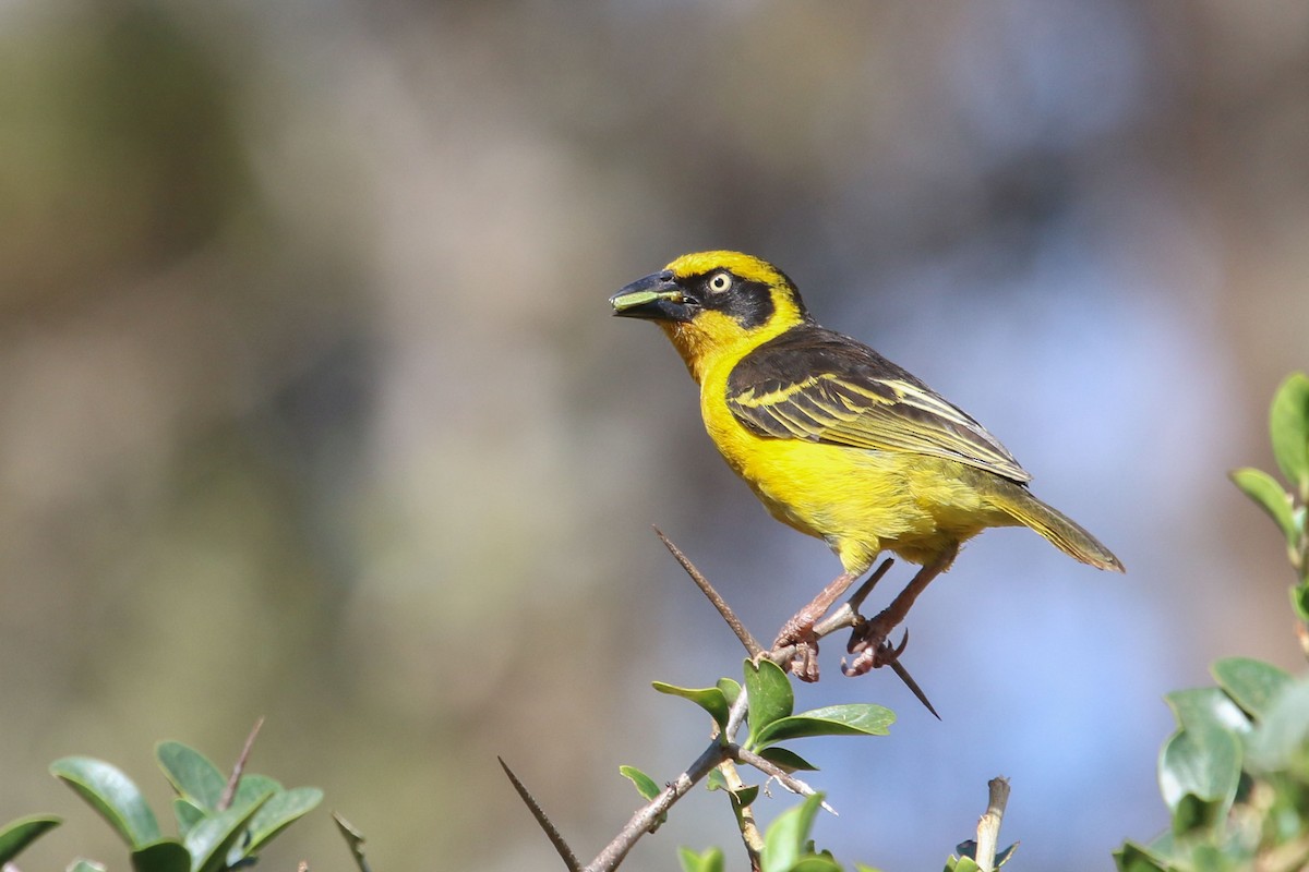 Baglafecht Weaver - Allison Miller