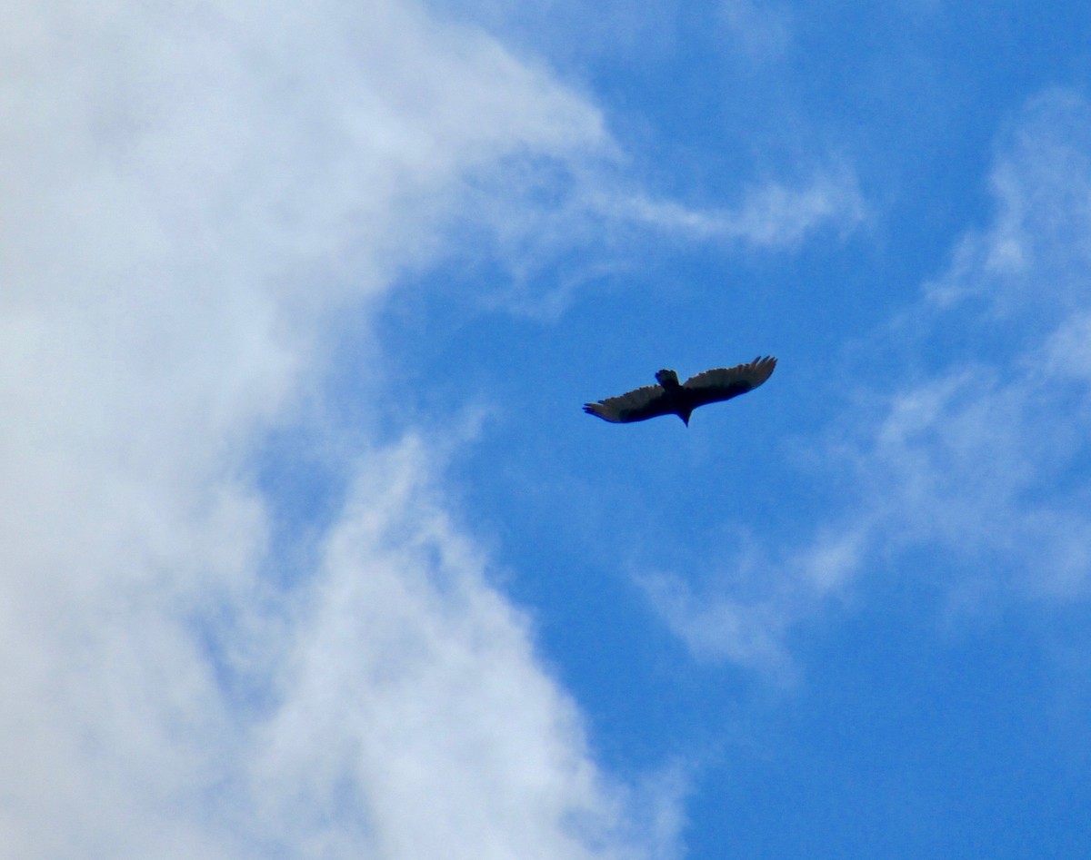 Turkey Vulture - ML147588081