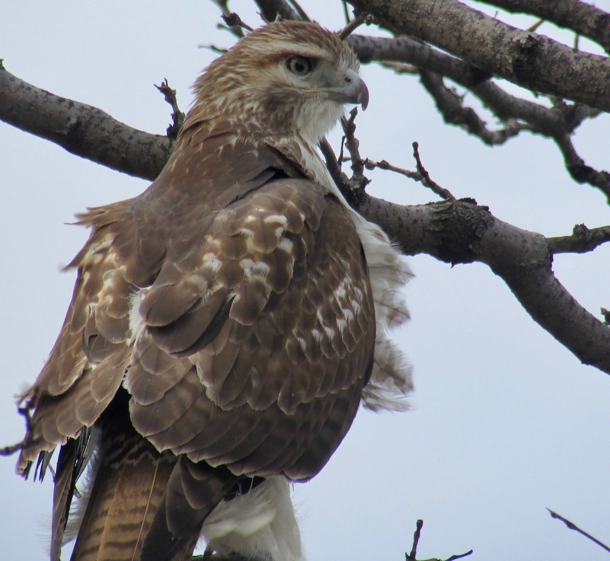 Red-tailed Hawk - ML147588301