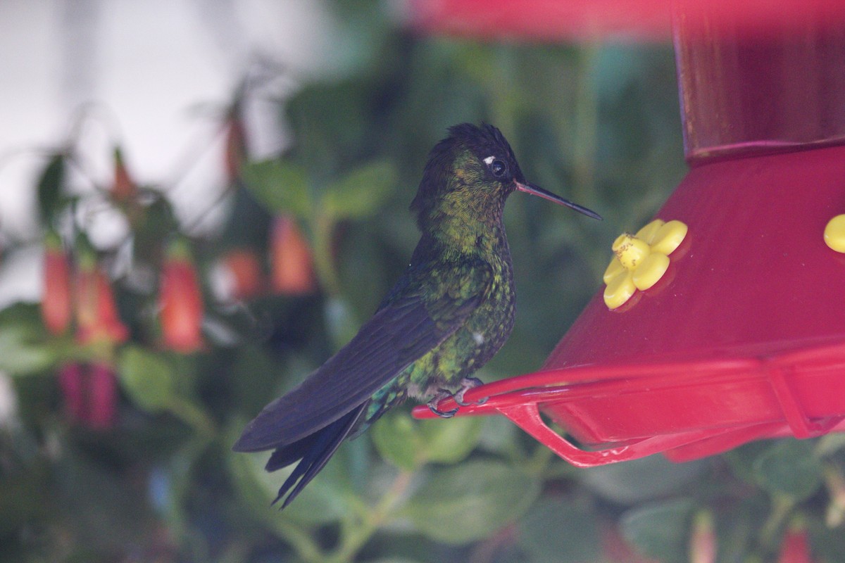 Fiery-throated Hummingbird - Eric Rasmussen