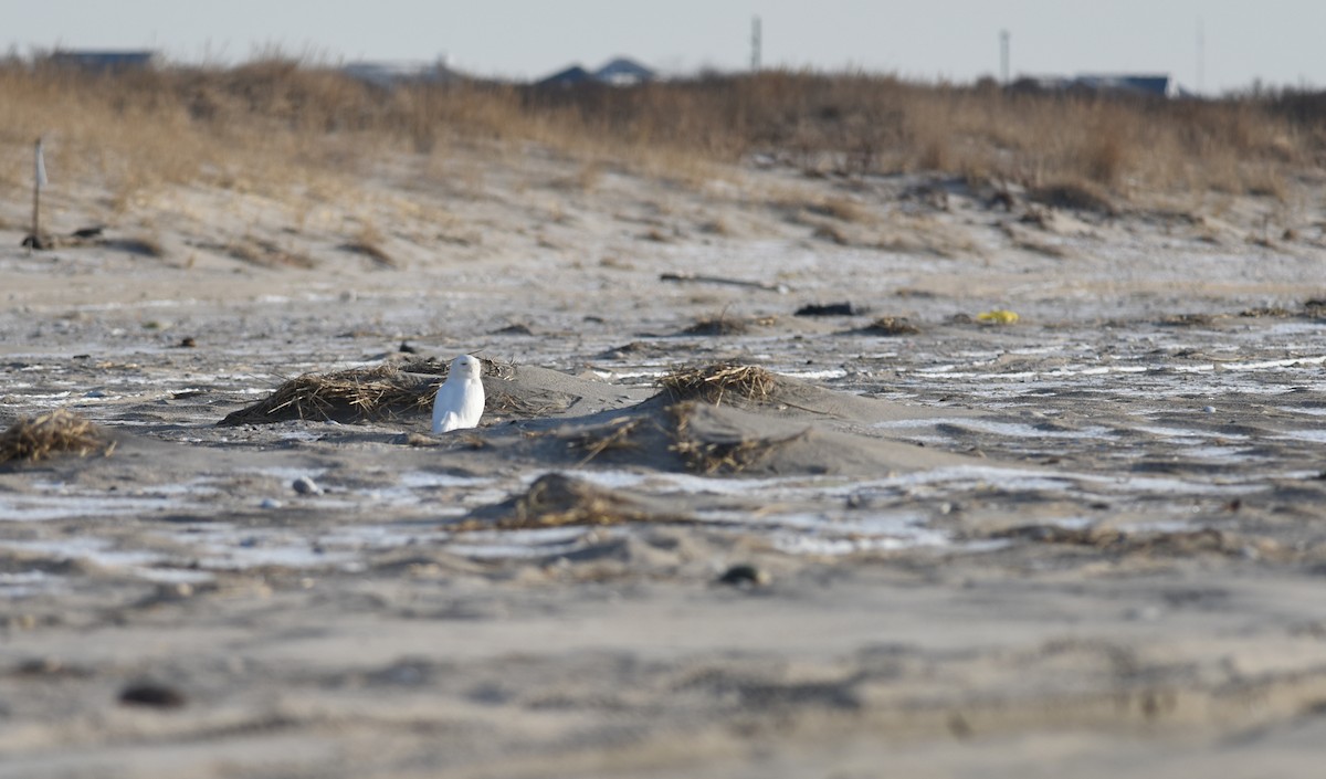 Snowy Owl - Sean Sime