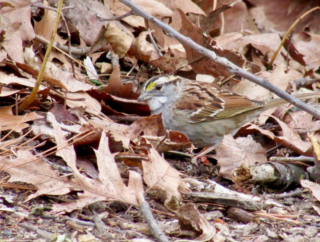 White-throated Sparrow - ML147589271