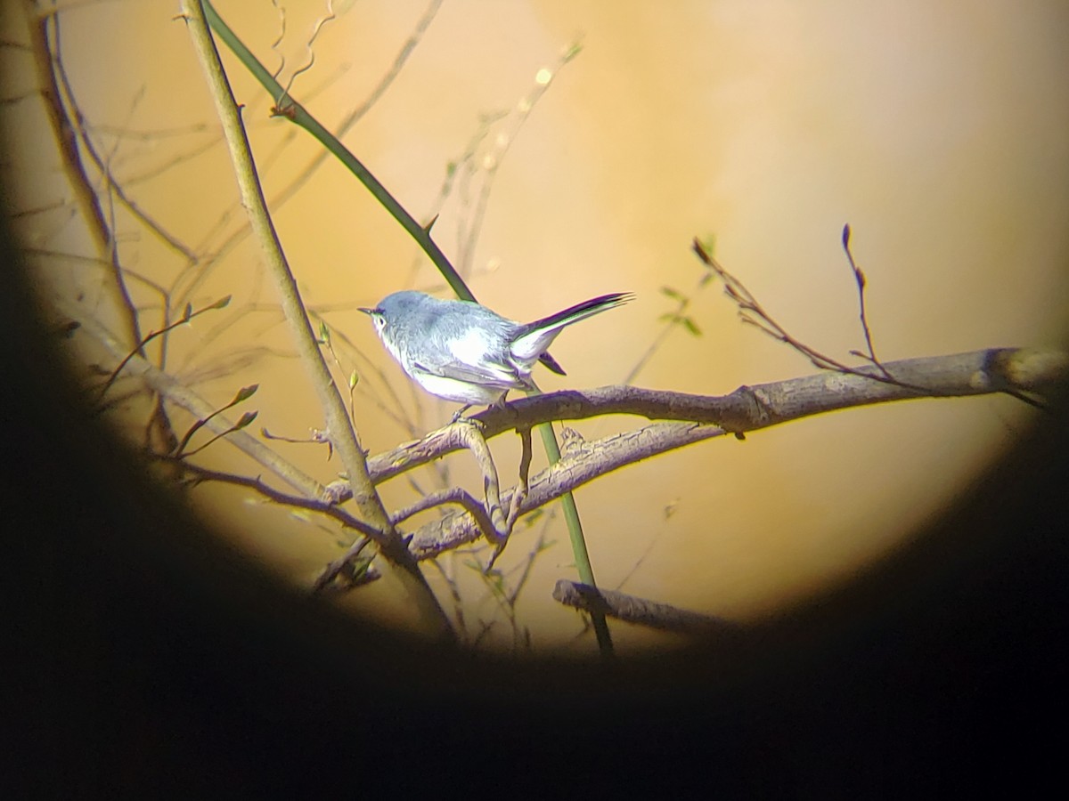 Blue-gray Gnatcatcher - ML147589621