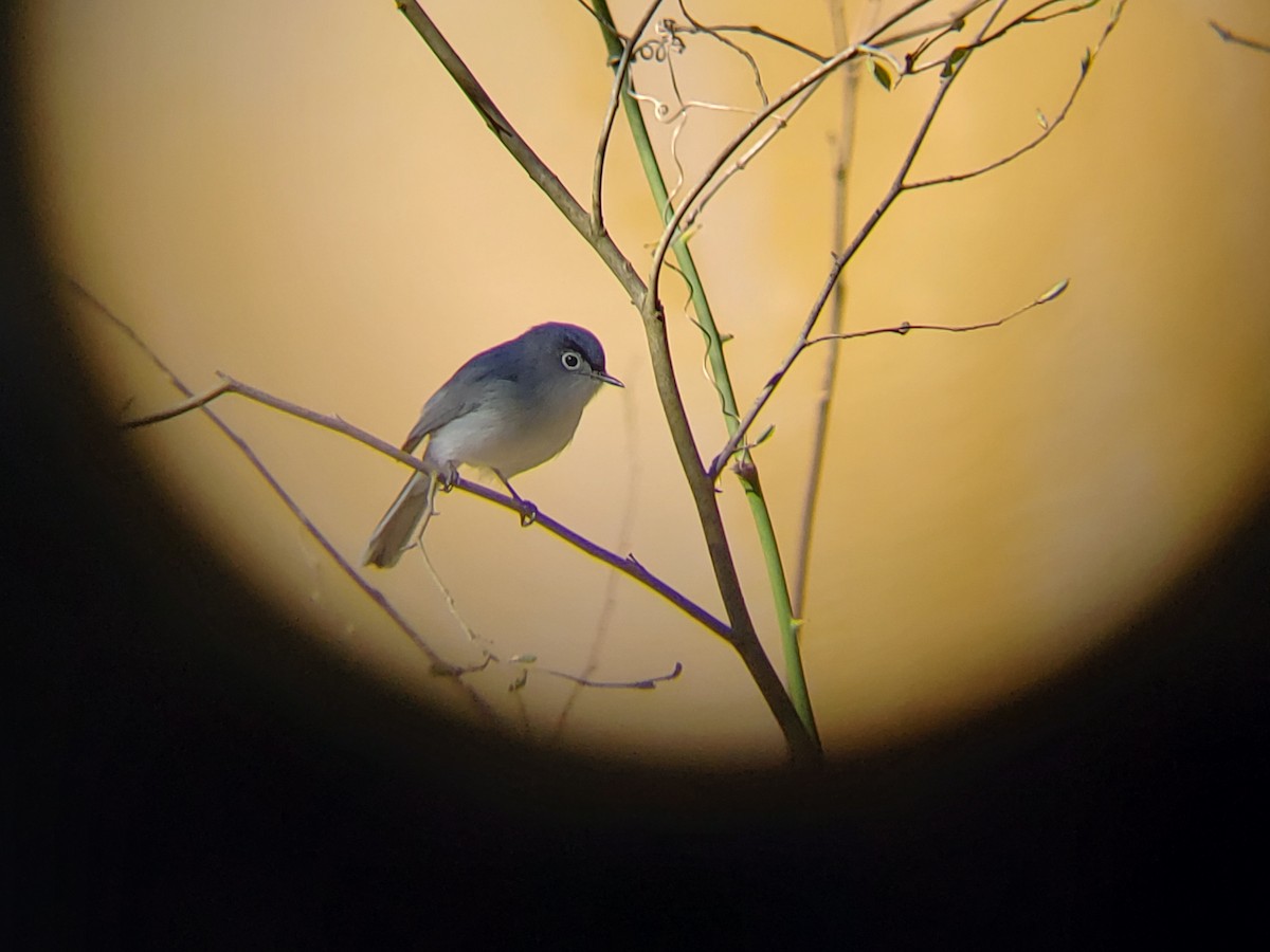 Blue-gray Gnatcatcher - ML147589631