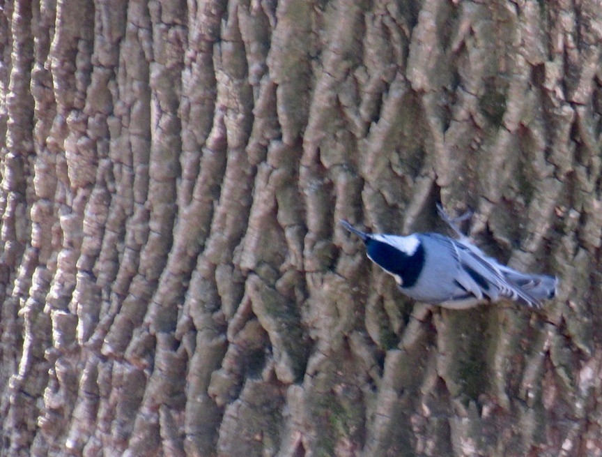 White-breasted Nuthatch - ML147590011