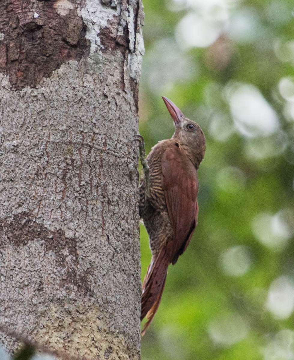 Bar-bellied Woodcreeper - Bradley Davis