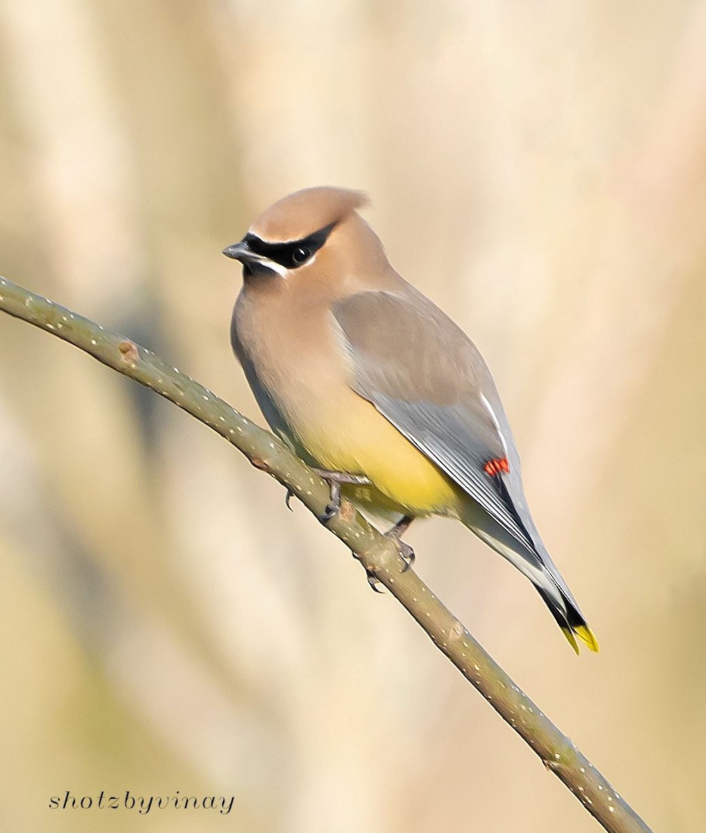 Cedar Waxwing - ML147590091