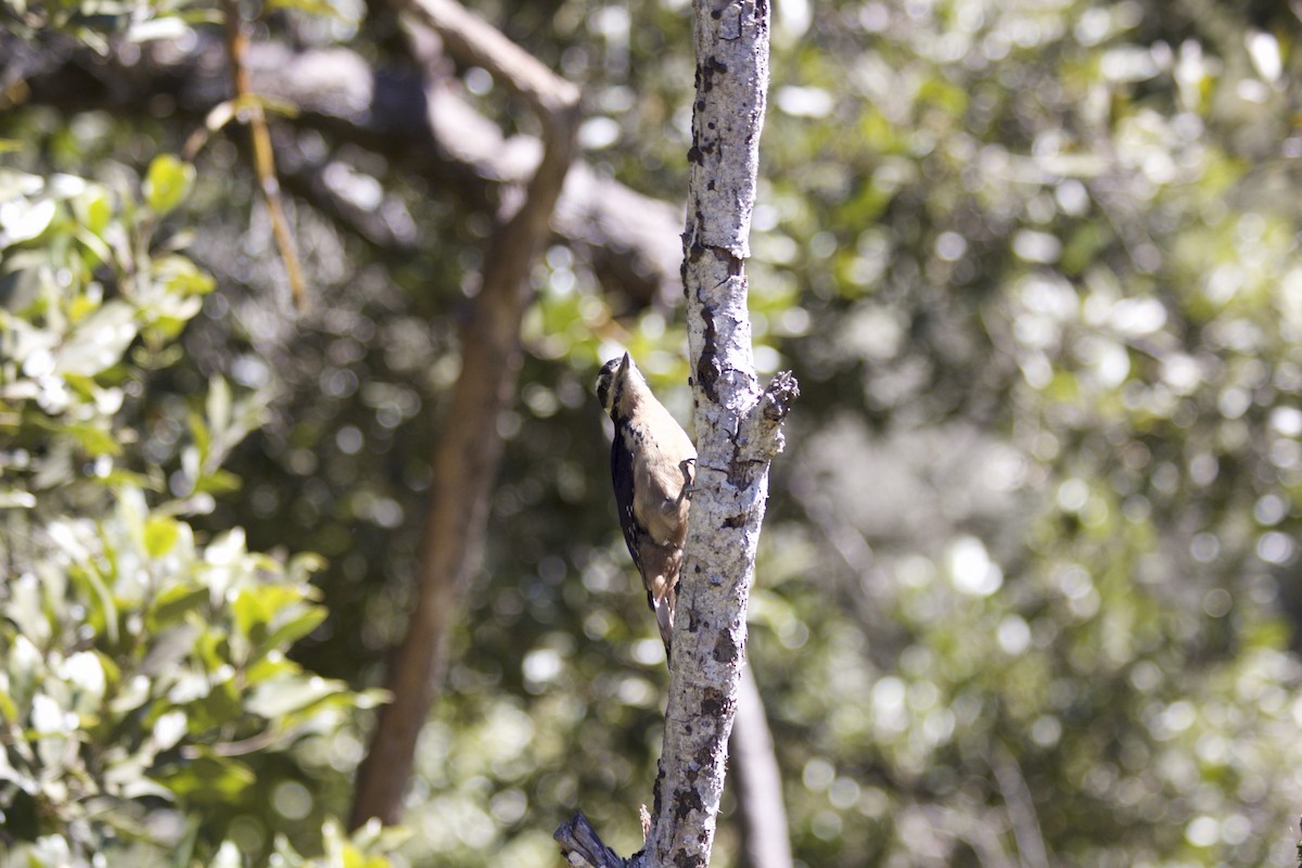 Hairy Woodpecker - ML147590181