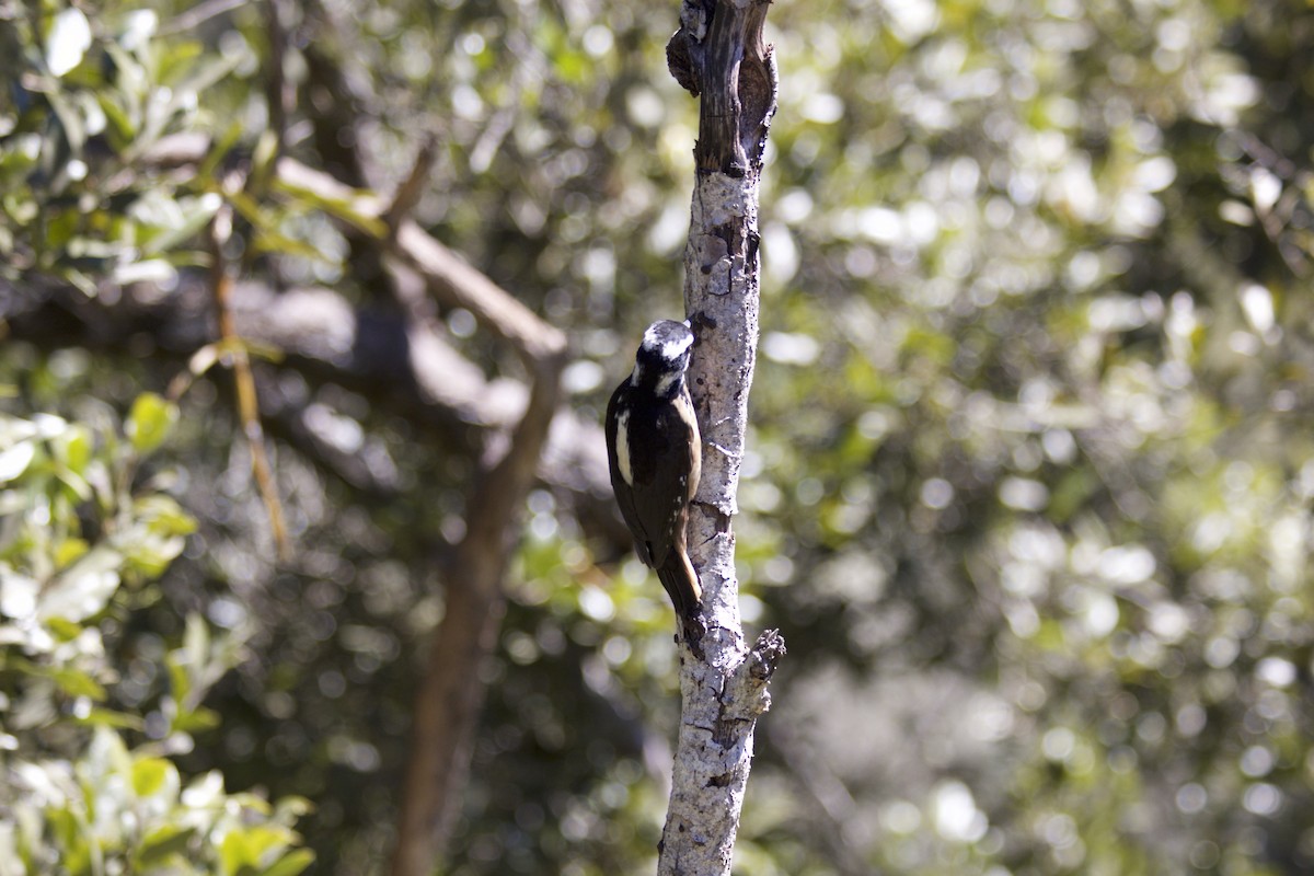 Hairy Woodpecker - ML147590191