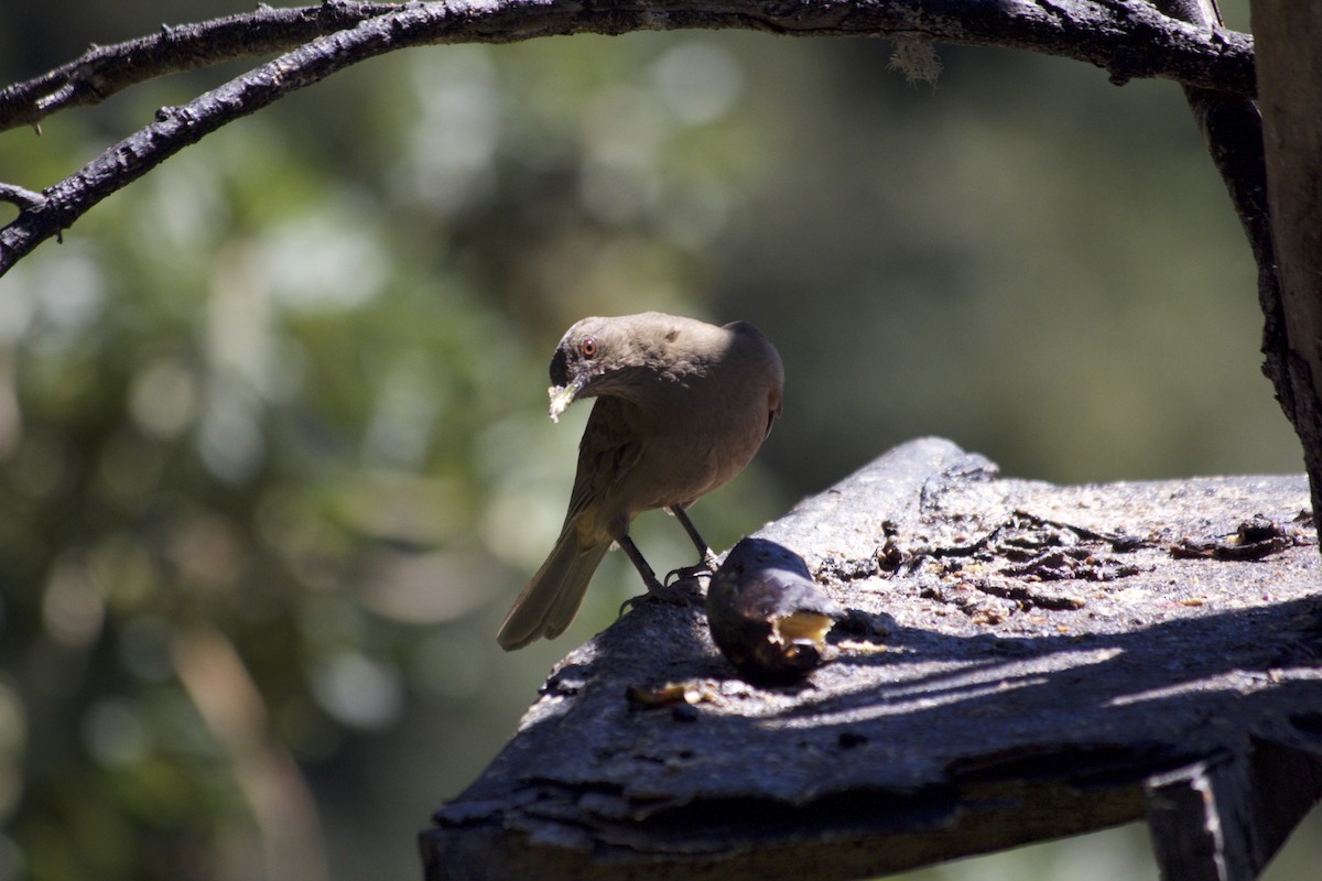 Clay-colored Thrush - ML147590291