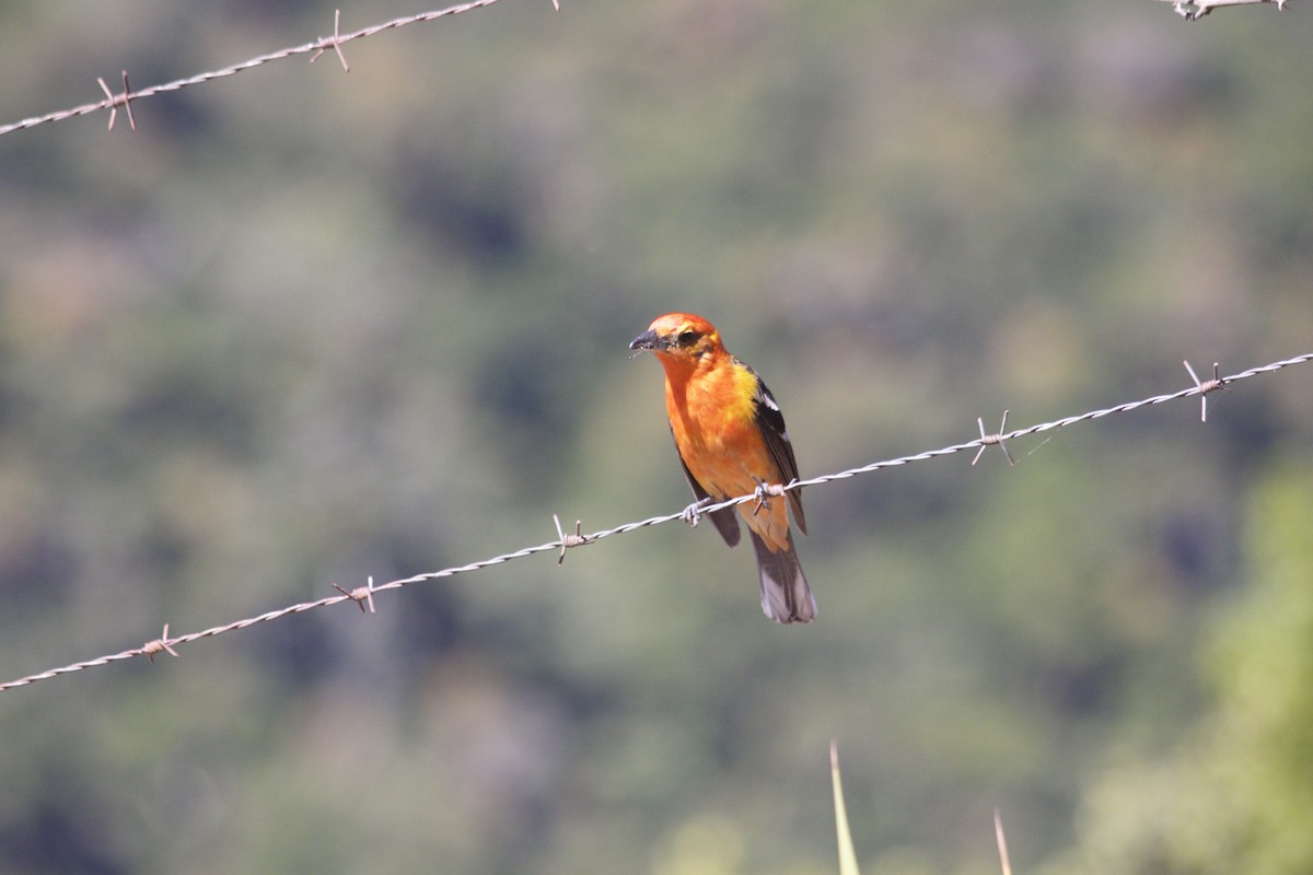 Flame-colored Tanager - Eric Rasmussen