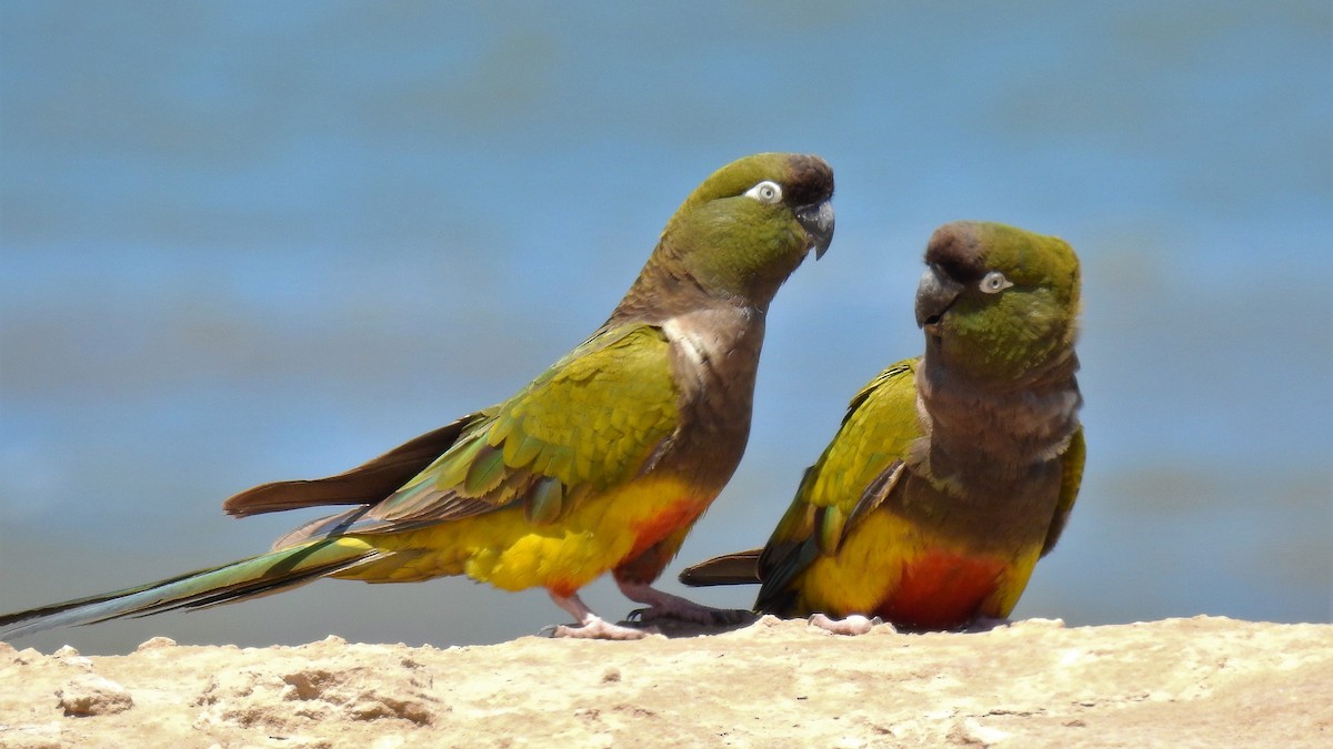 Burrowing Parakeet - Pablo Alejandro Pla