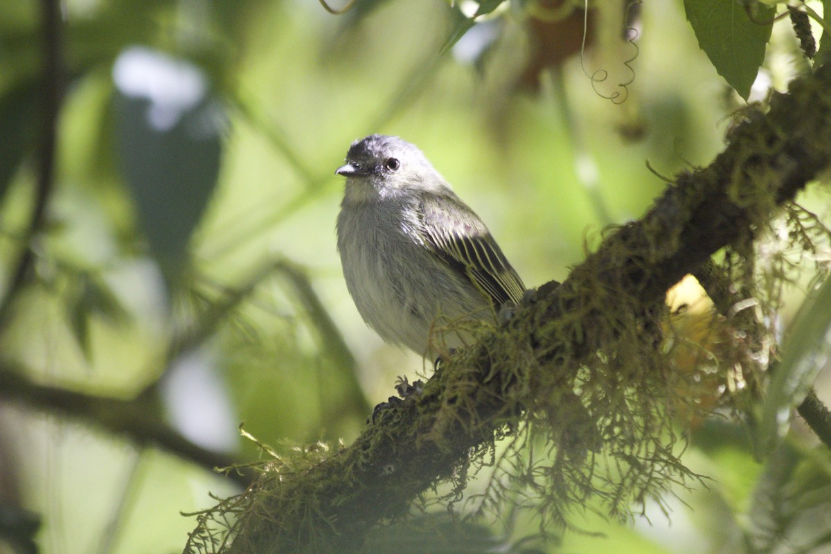 Mistletoe Tyrannulet - ML147592851