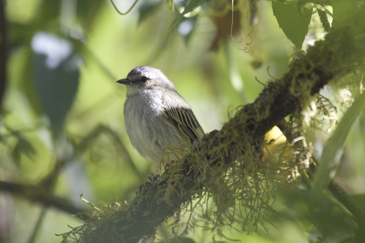 Mistletoe Tyrannulet - ML147592861