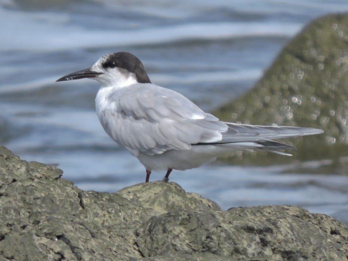 Common Tern - ML147595551