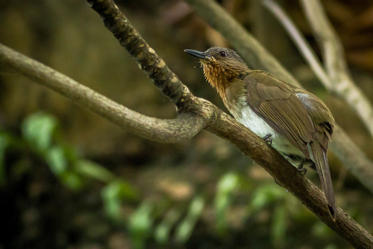 Philippine Bulbul - ML147595891