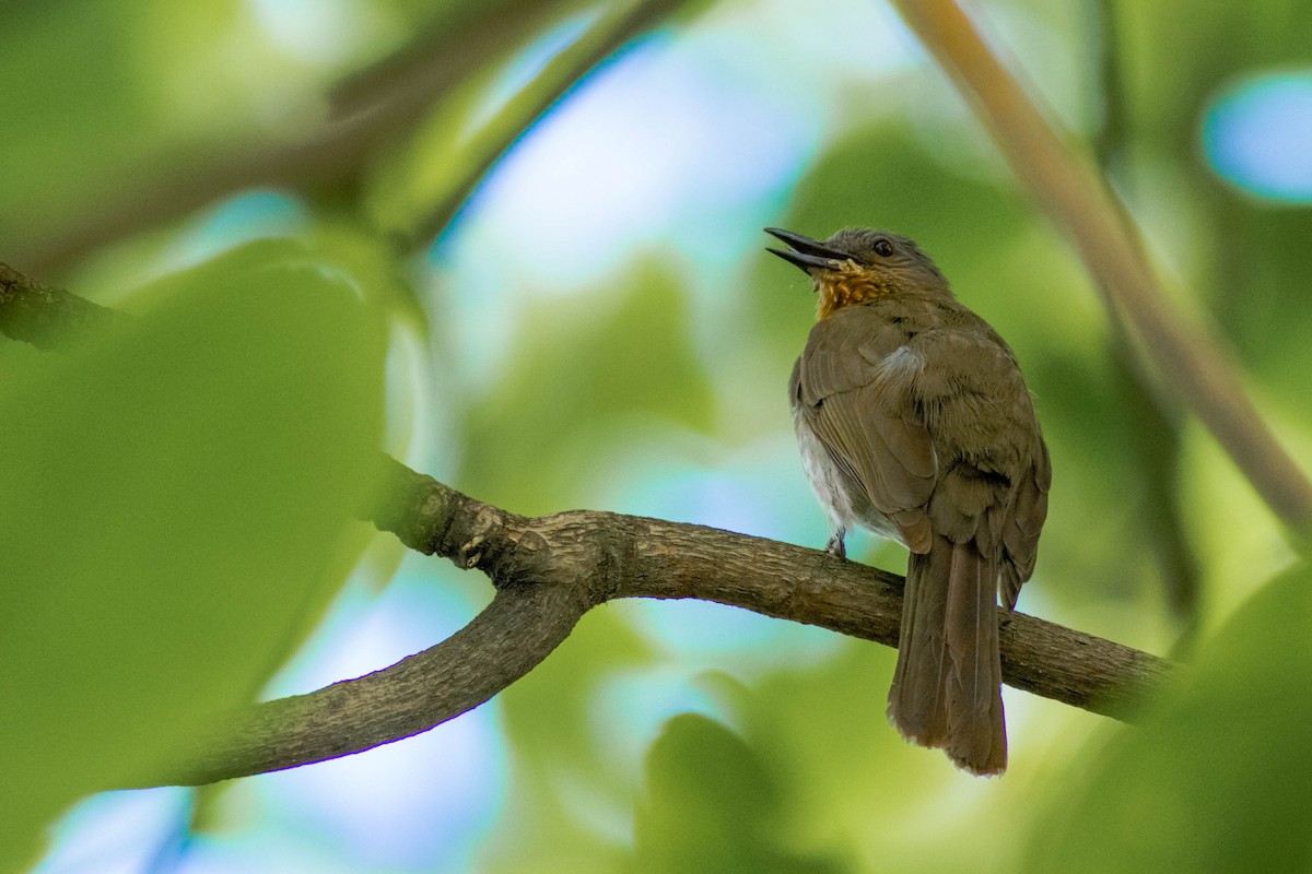 Philippine Bulbul - ML147596031