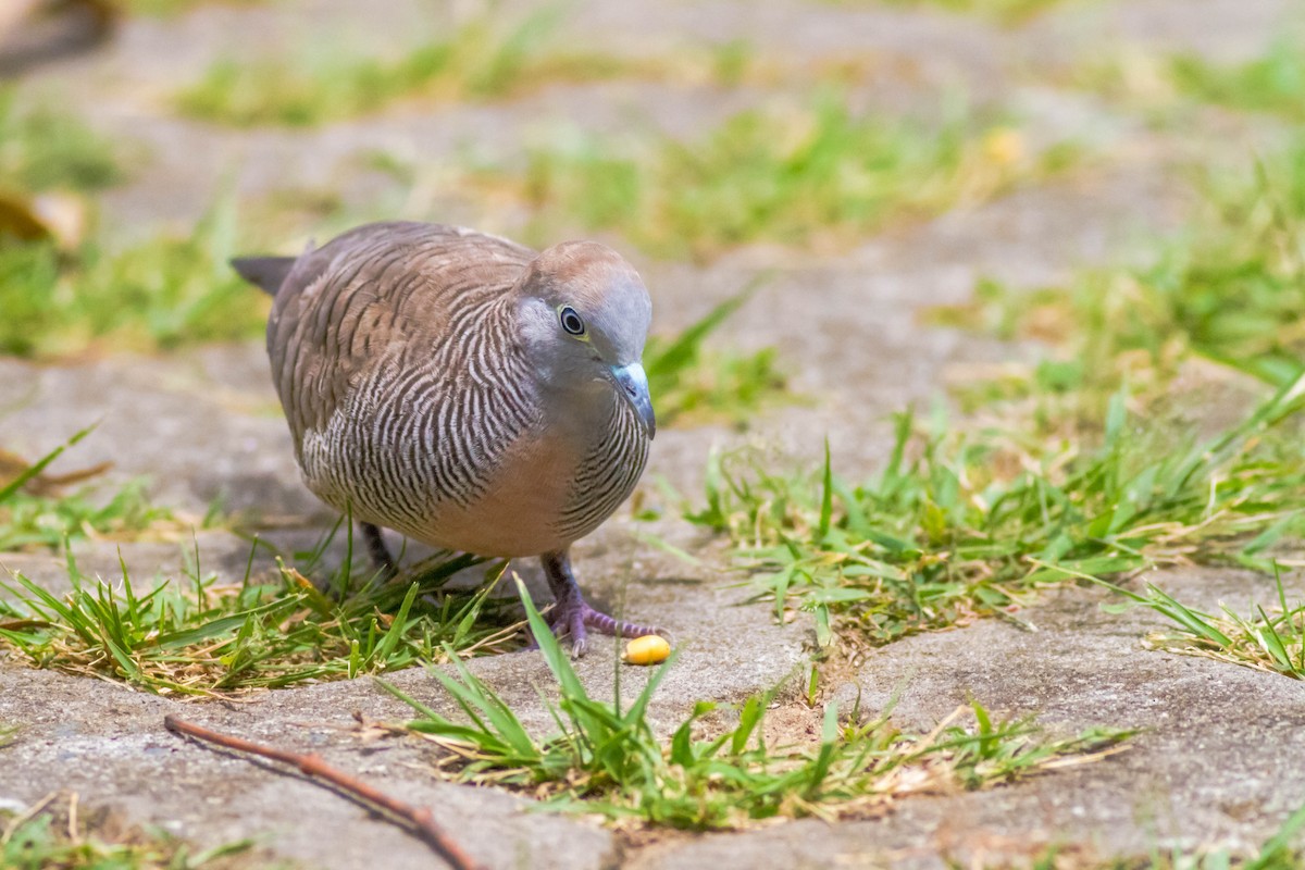 Zebra Dove - ML147596711