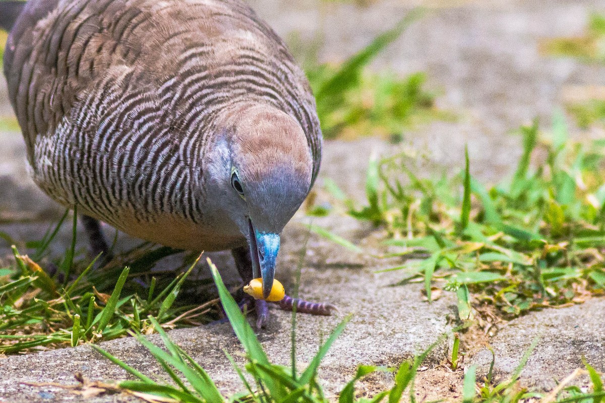 Zebra Dove - ML147596761