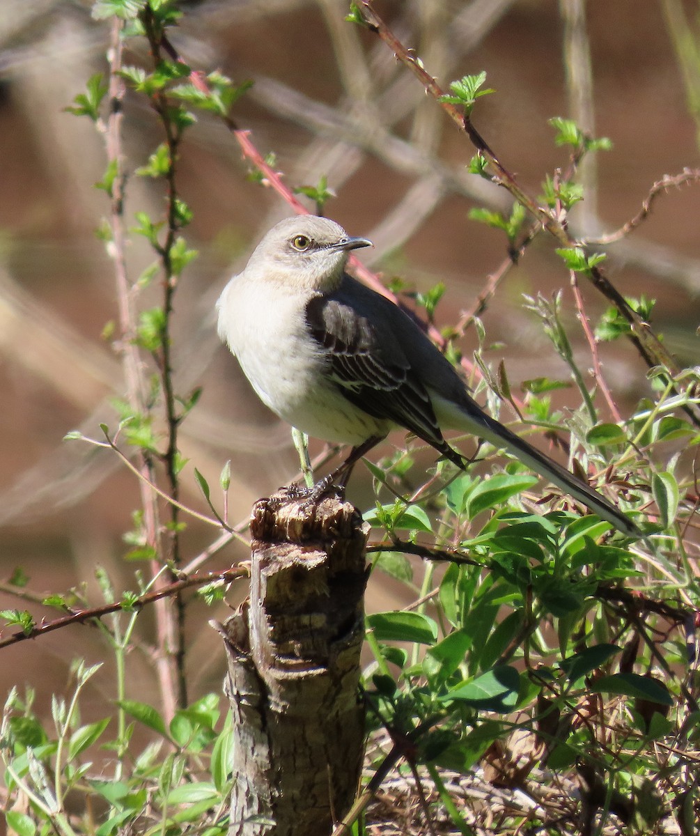 Northern Mockingbird - ML147598201
