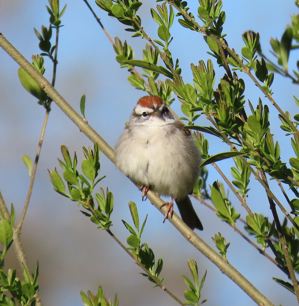 Chipping Sparrow - ML147598271