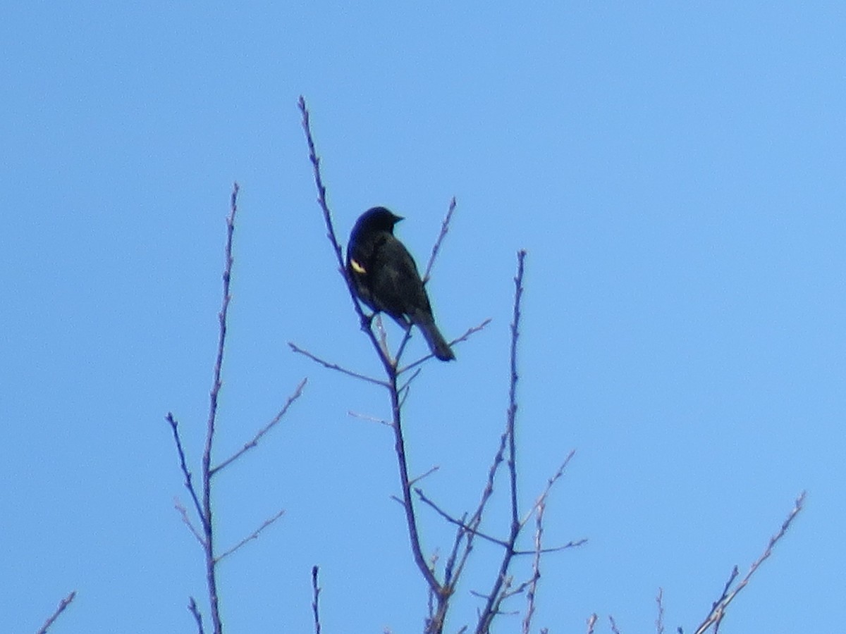 Red-winged Blackbird - Jason Hill