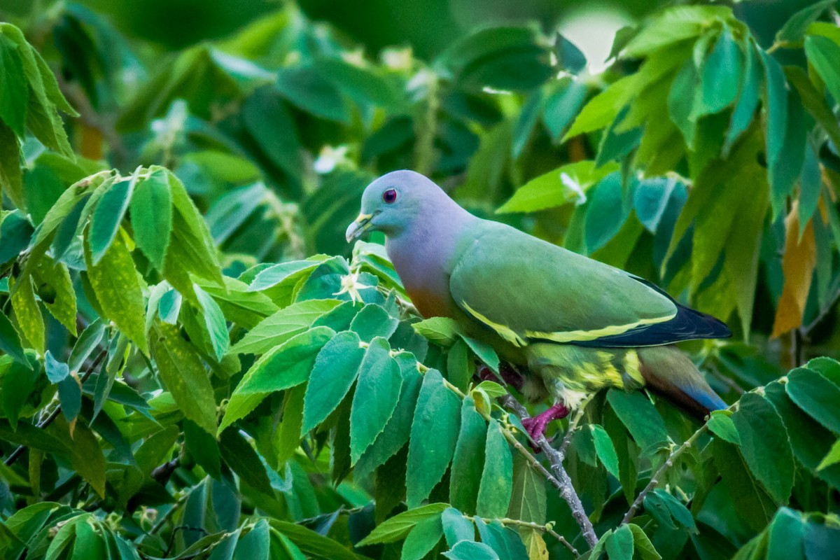 Розовошейный зелёный голубь - ML147598711