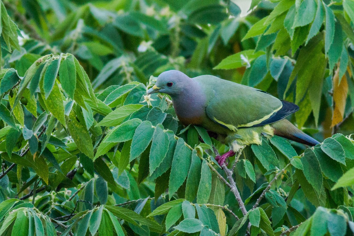 Розовошейный зелёный голубь - ML147598771