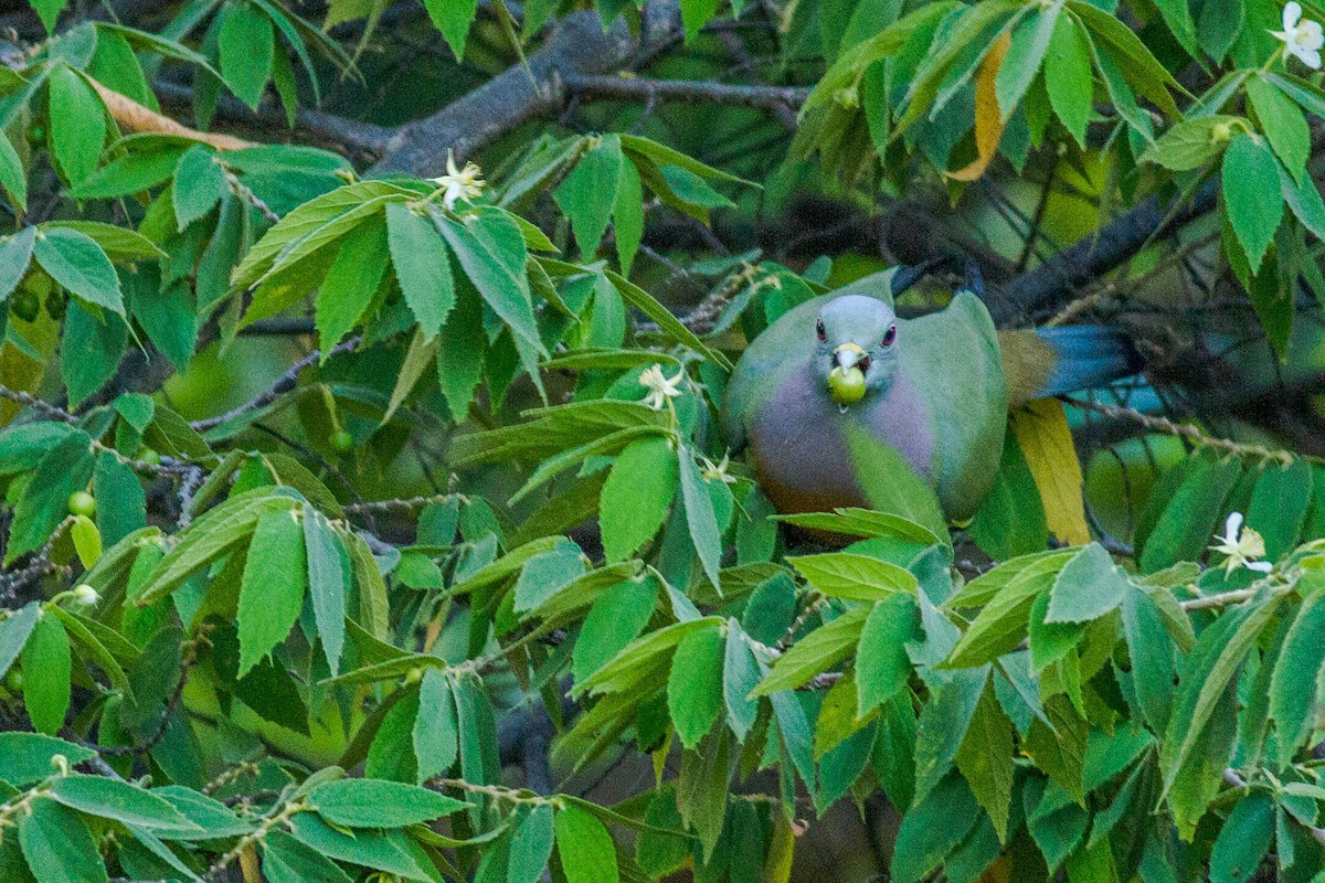 Розовошейный зелёный голубь - ML147598811