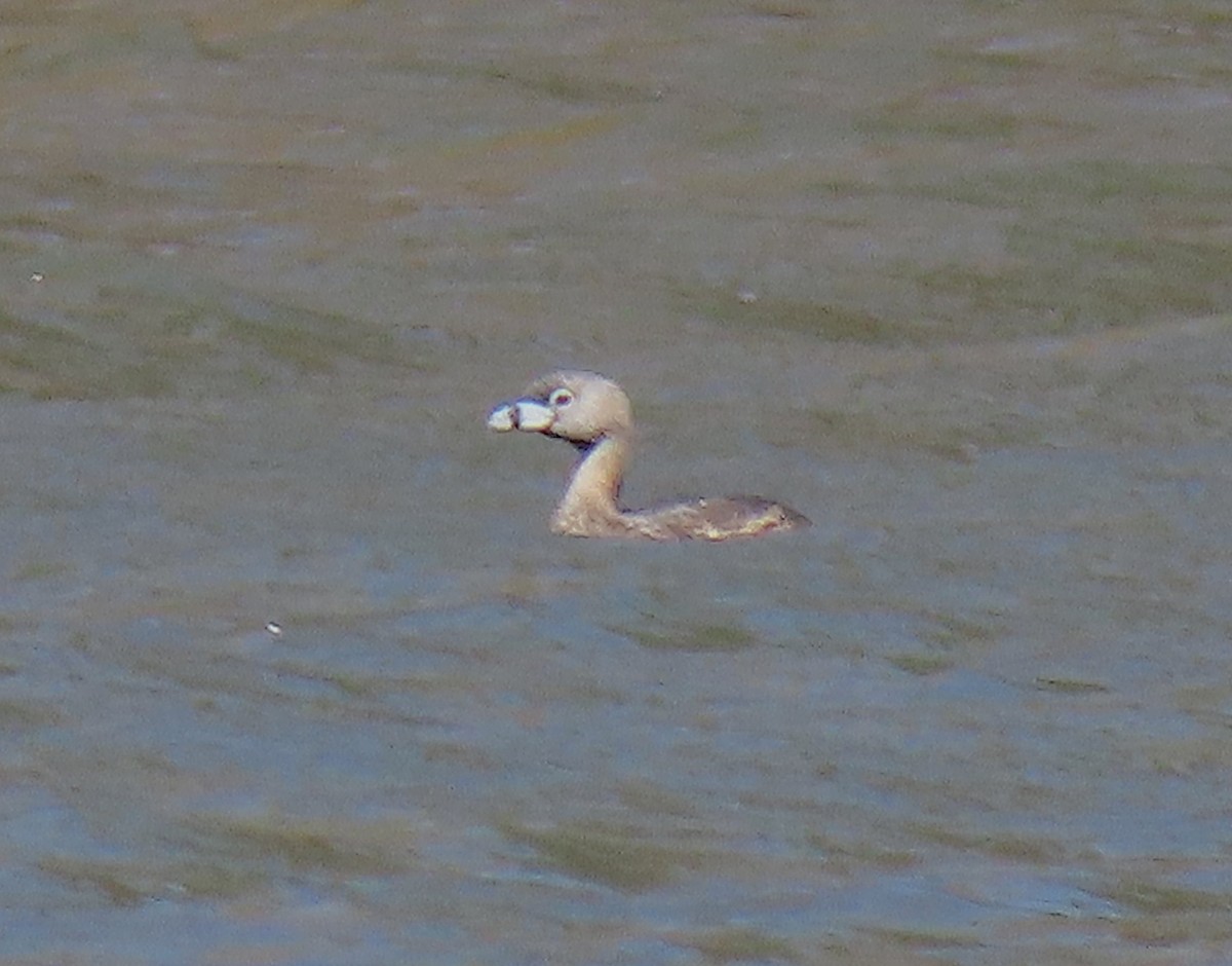 Pied-billed Grebe - ML147598871