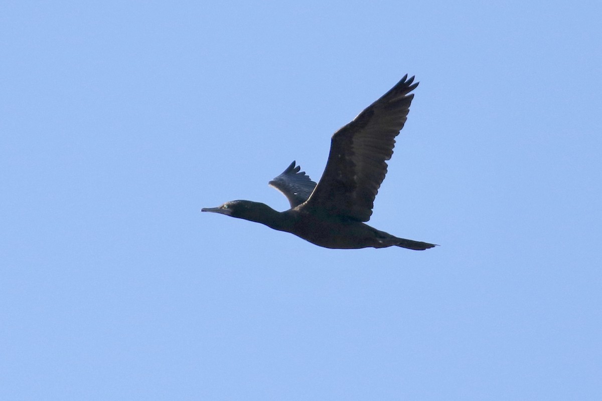 Little Black Cormorant - ML147599301