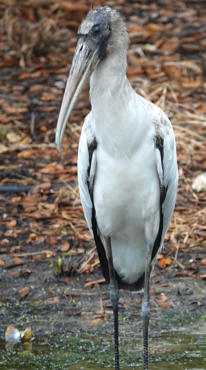 Wood Stork - ML147600351