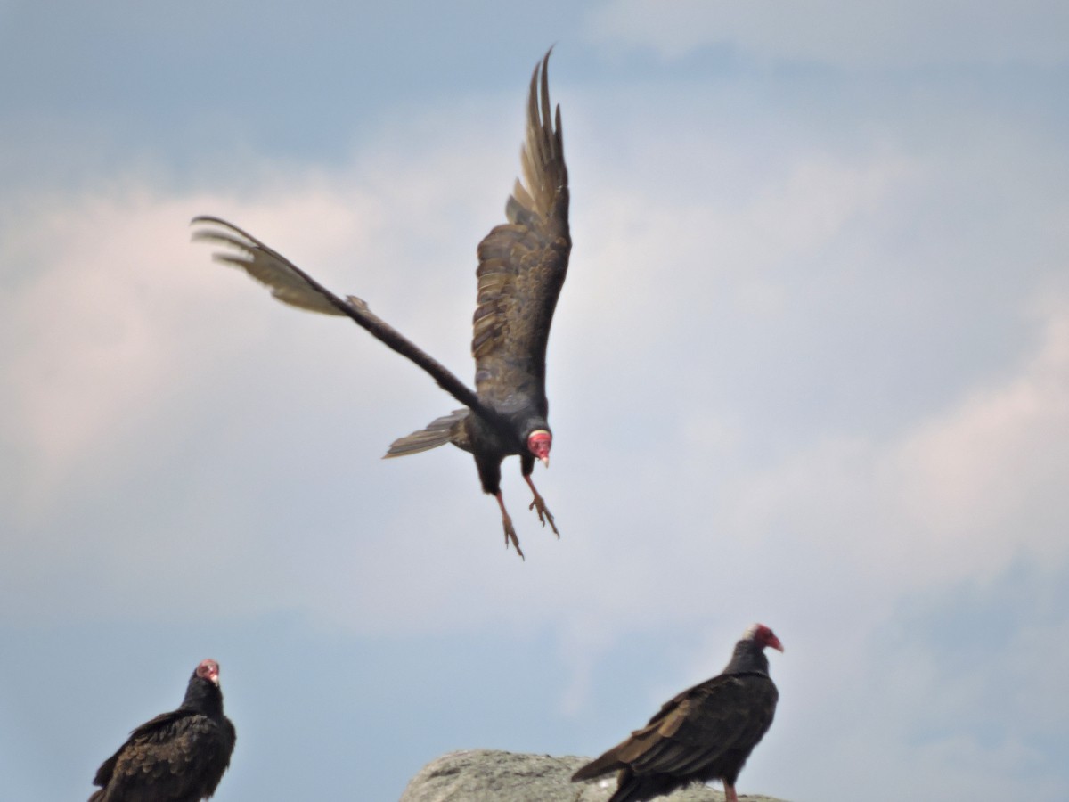 Turkey Vulture - ML147601091