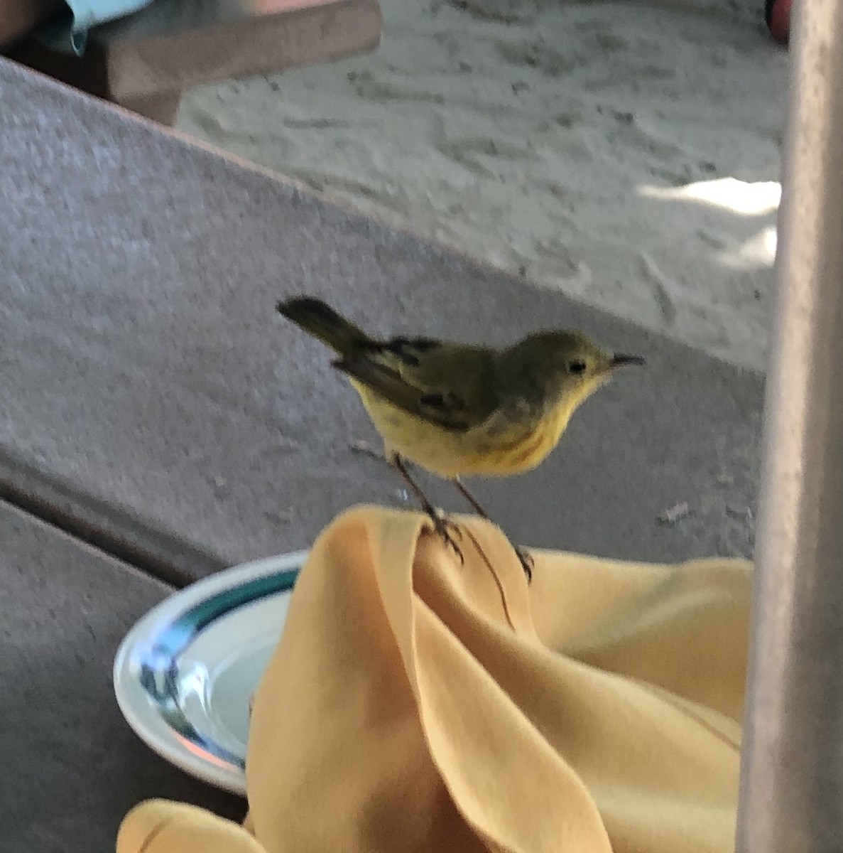 Yellow Warbler (Golden) - ML147601631