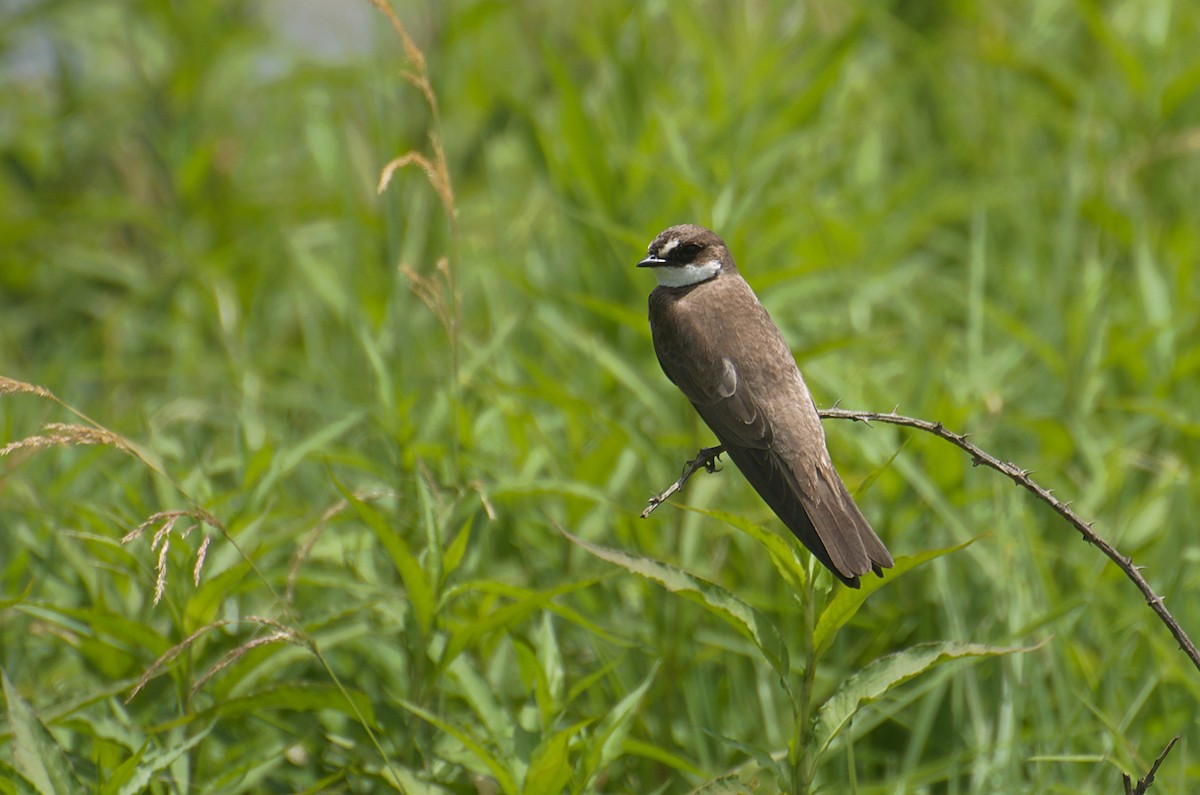 Banded Martin - Tristan Herwood