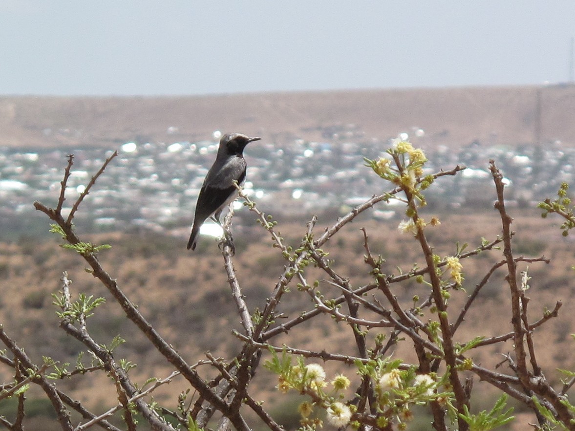 Somali Wheatear - ML147602481