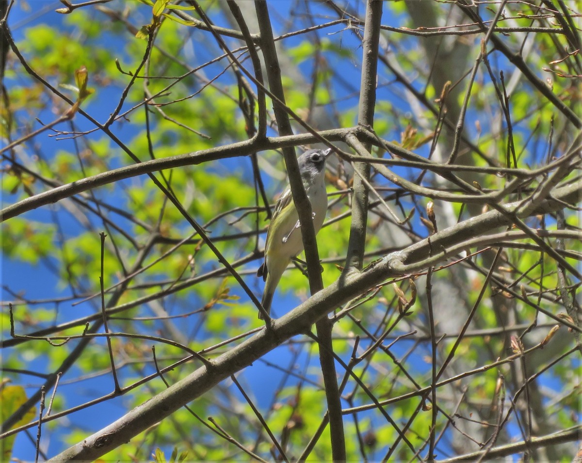 Blue-headed Vireo - Kevin Topping