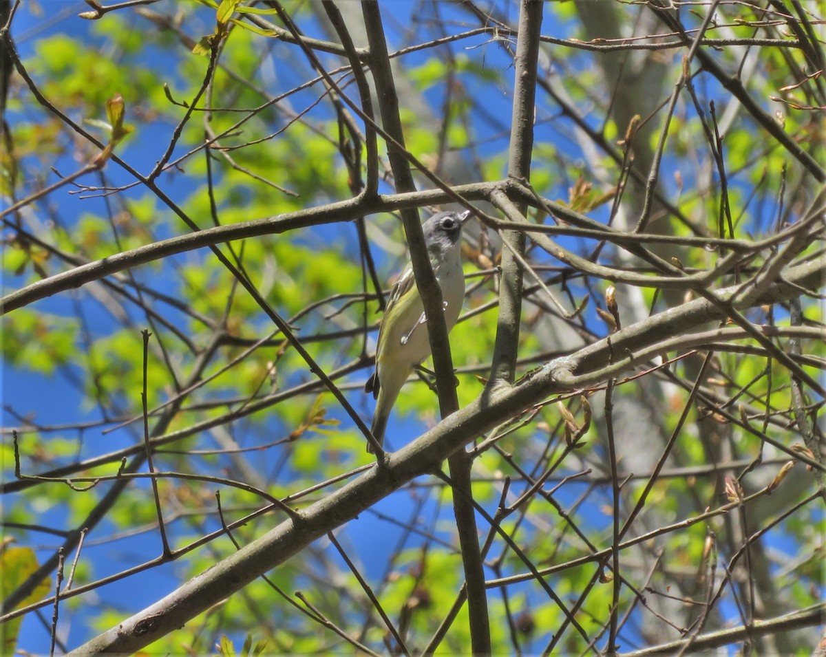 Blue-headed Vireo - ML147605331