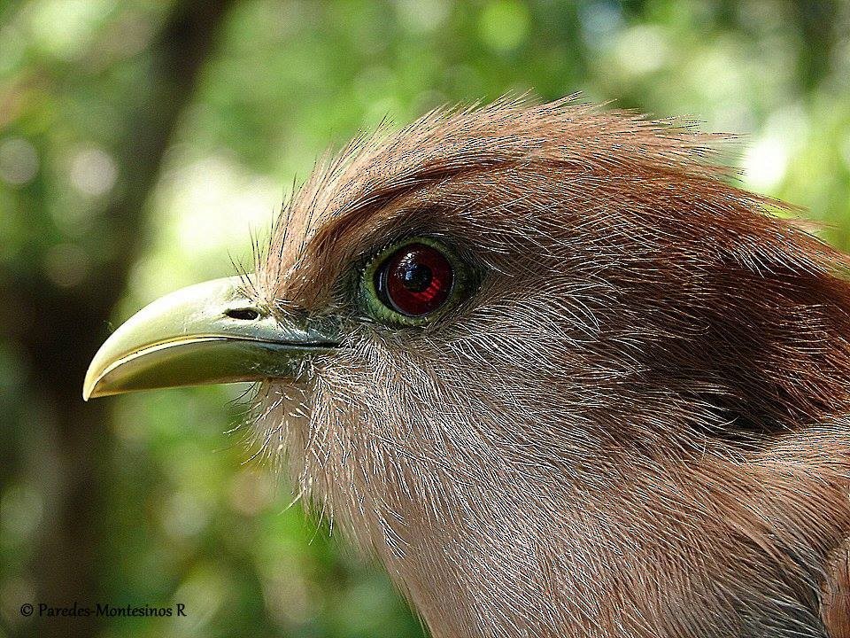 Squirrel Cuckoo - ML147607681